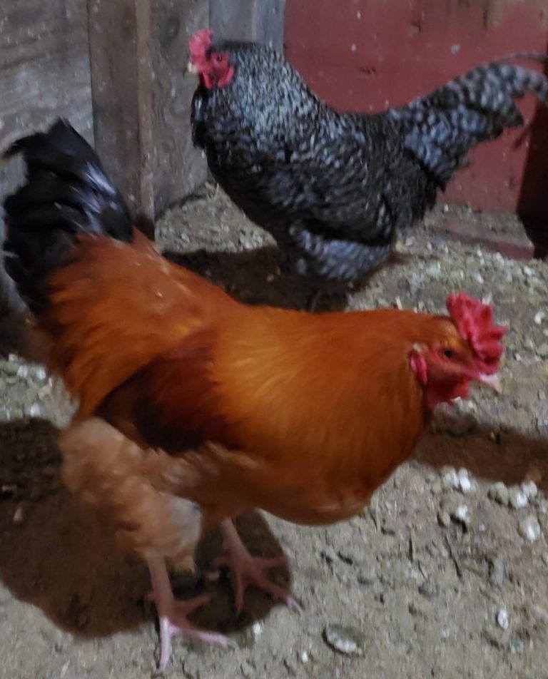 Need a rooster or two for your flock?