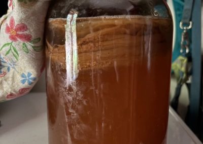 Free Scoby