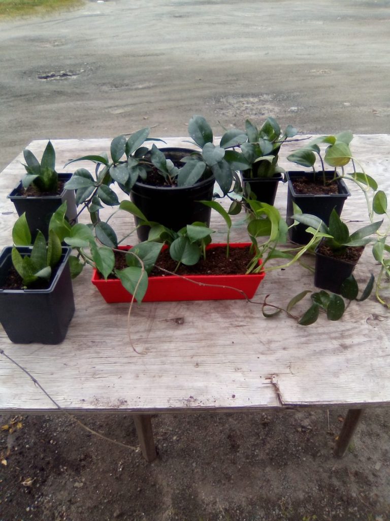 Honey Plant, Snake plants, Pothos plants for sale