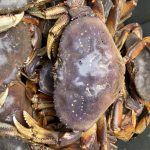 Live Crab for Sale Thursday