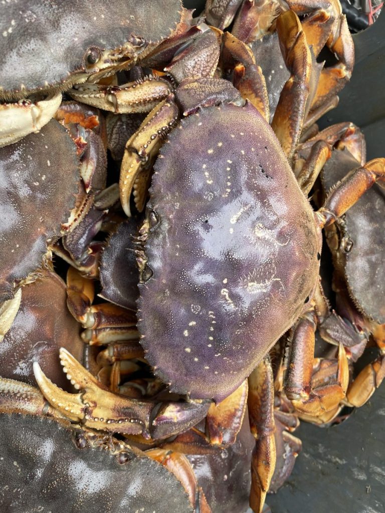 Live Crab for Sale Tuesday 10/28
