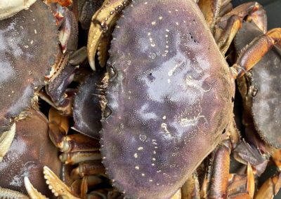 Crab for sale Tuesday 11/04