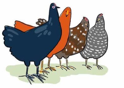 Laying Hens